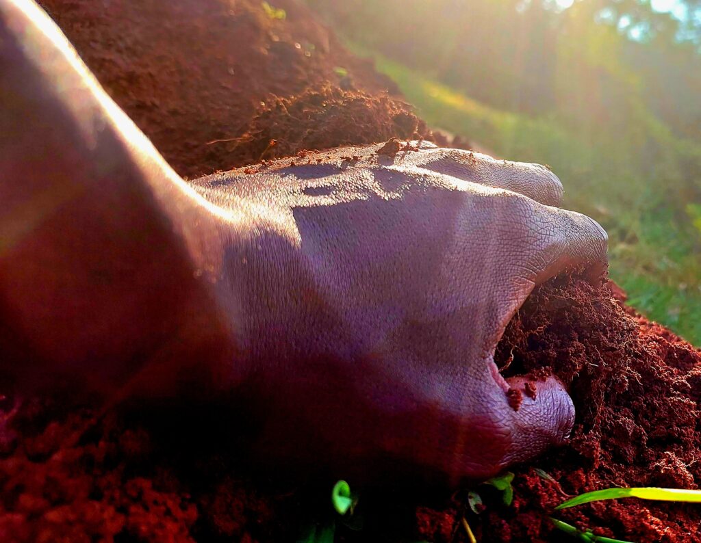 A CHILD OF THE SOIL 20260607 170834
